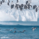 Google: “Pingwin jako ciągła aktualizacja”