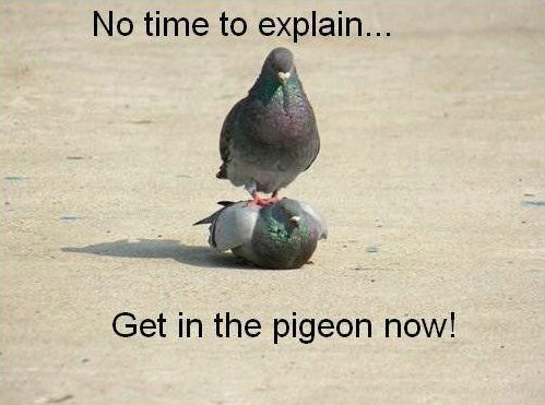 Pigeon algorithm change