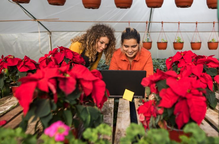 świąteczna kampania mailingowa jak ją zaplanować